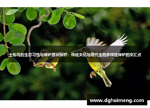 土布鸟的生态习性与保护现状探析：传统文化与现代生物多样性保护的交汇点